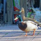 Donald und Daisy kommen zu Besuch.....