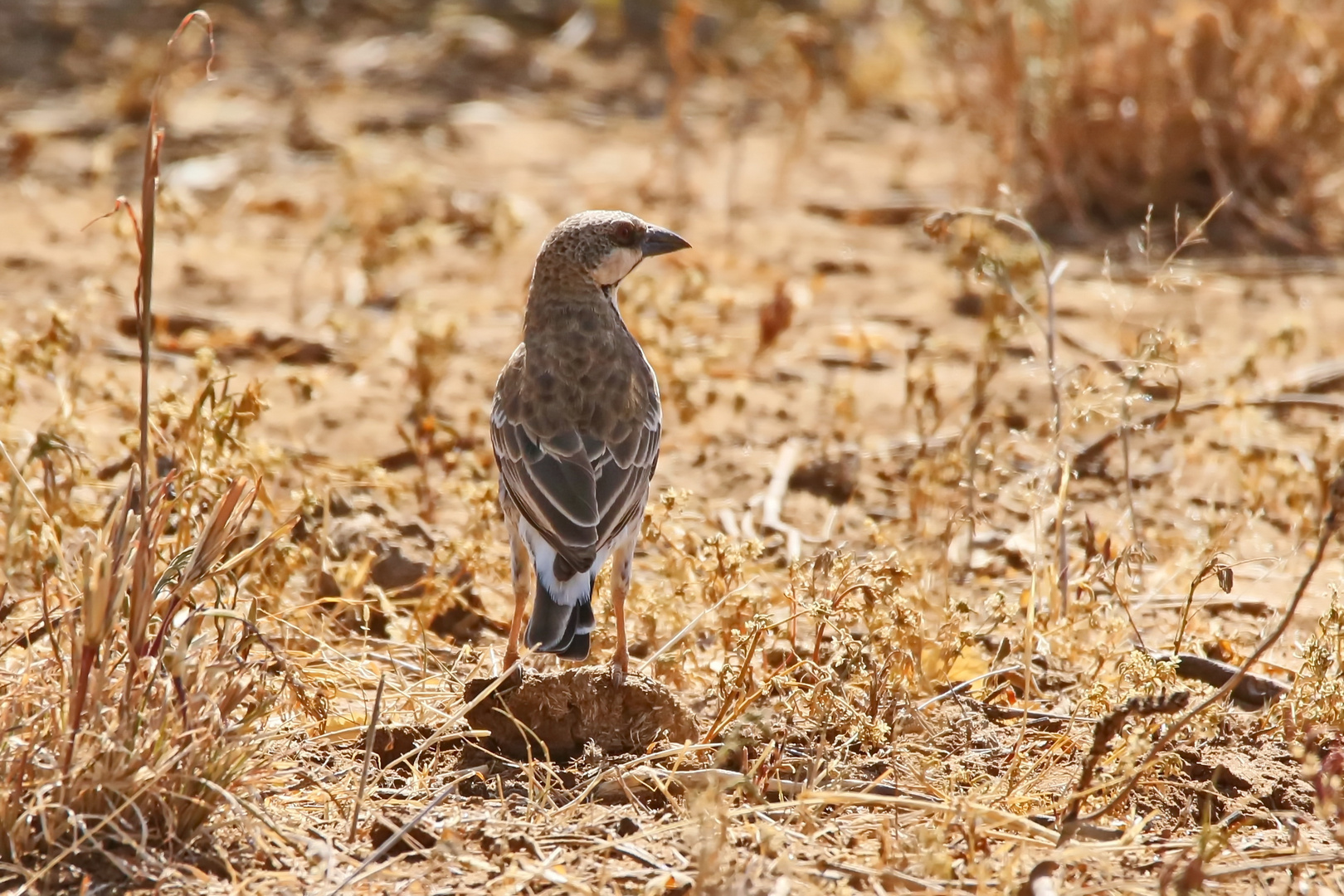 Donaldson Smith's sparrow-weaver  (Plocepasser donaldsoni)