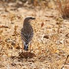 Donaldson Smith's sparrow-weaver  (Plocepasser donaldsoni)