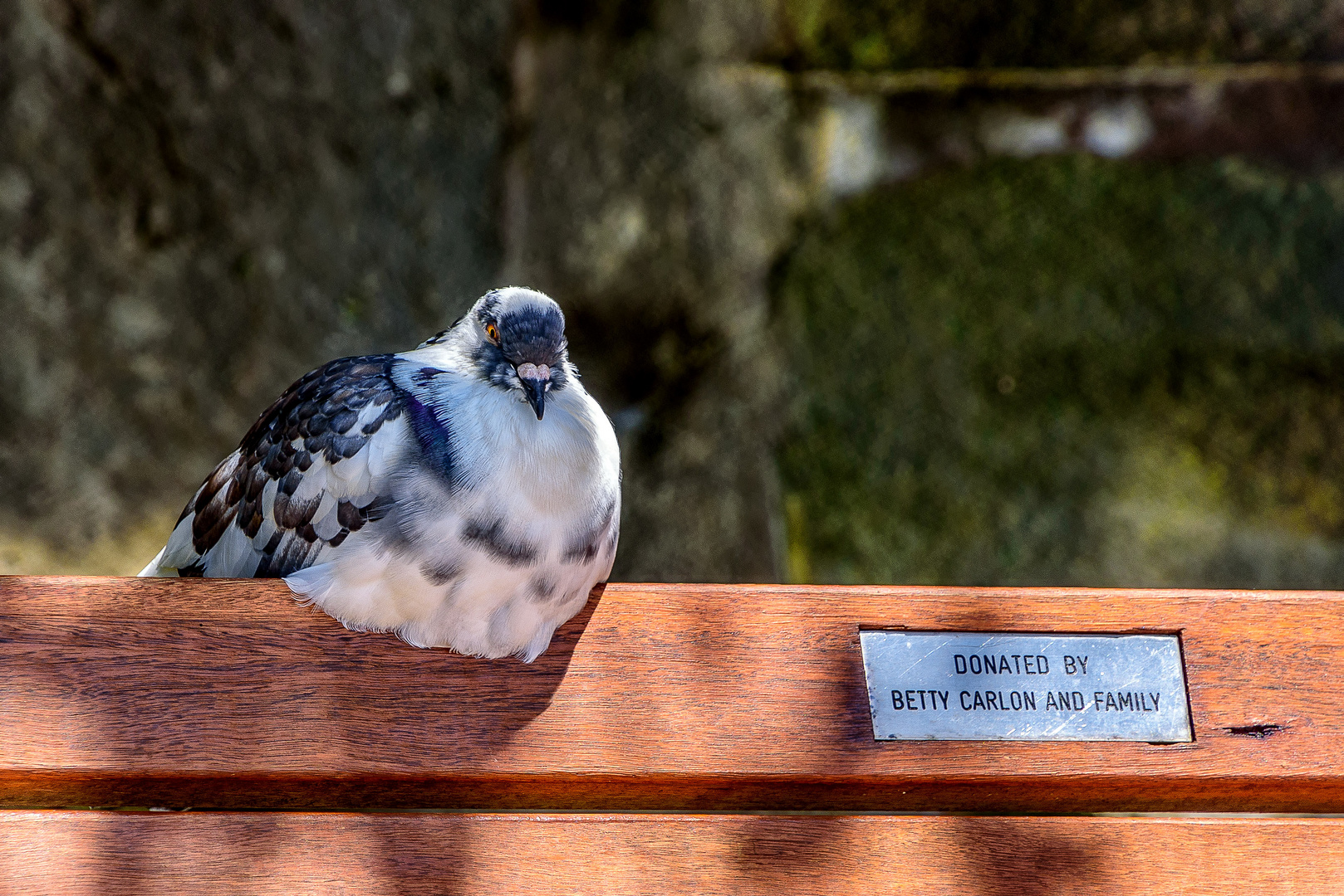 "Donated" Pigeon... Manly Beach, Sydney, Australien