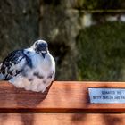 "Donated" Pigeon... Manly Beach, Sydney, Australien