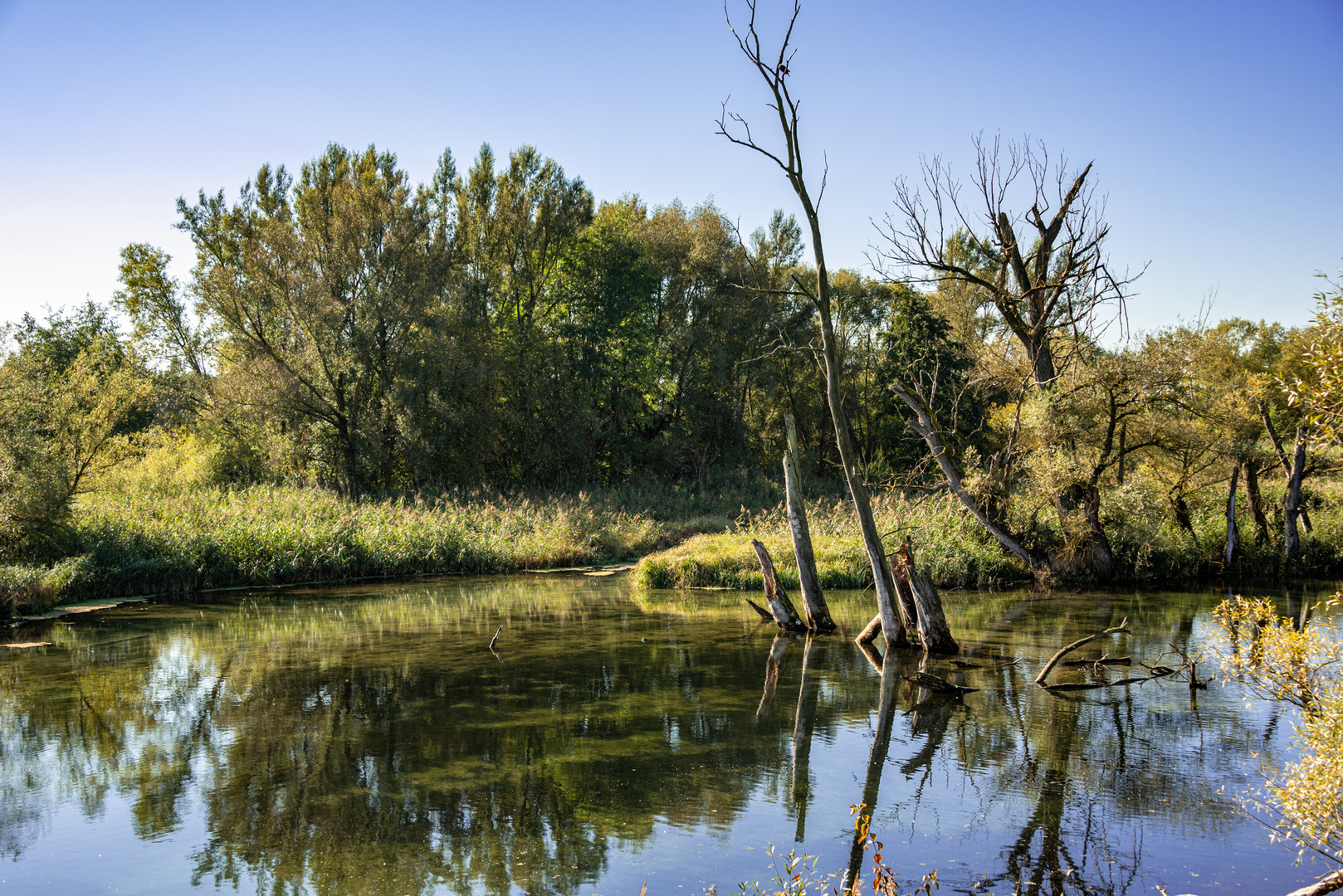 Donau Altwasser