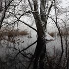 Donau-Altwasser bei winterlichem Hochwasser