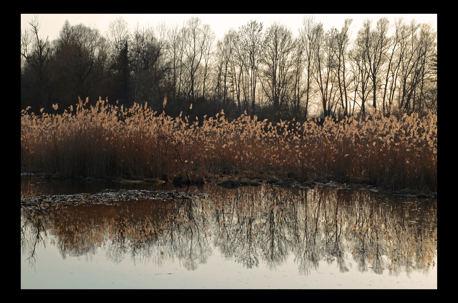 Donau-Altwasser im März