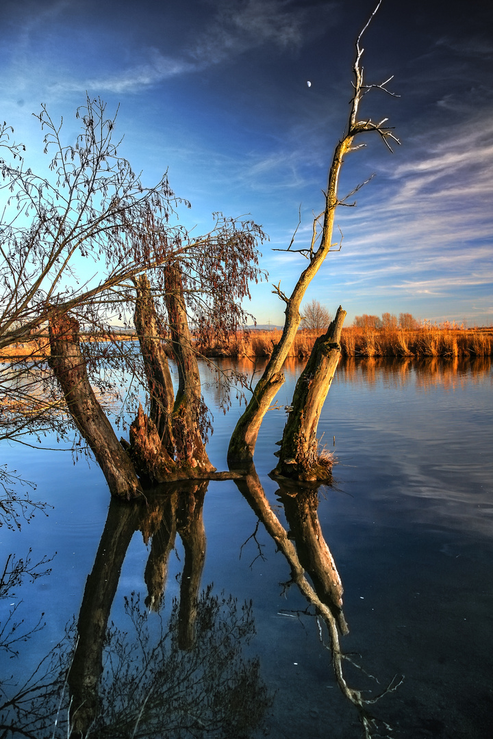 Donau-Altwasser-mit Halbmond