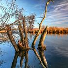 Donau-Altwasser-mit Halbmond