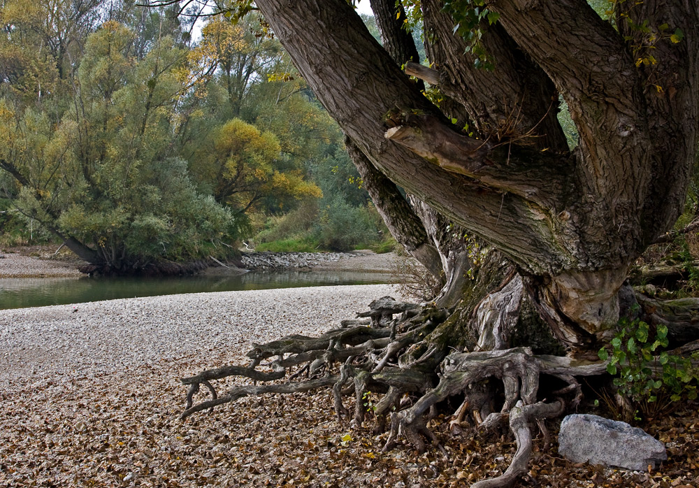 DONAU AUEN BEI WIEN