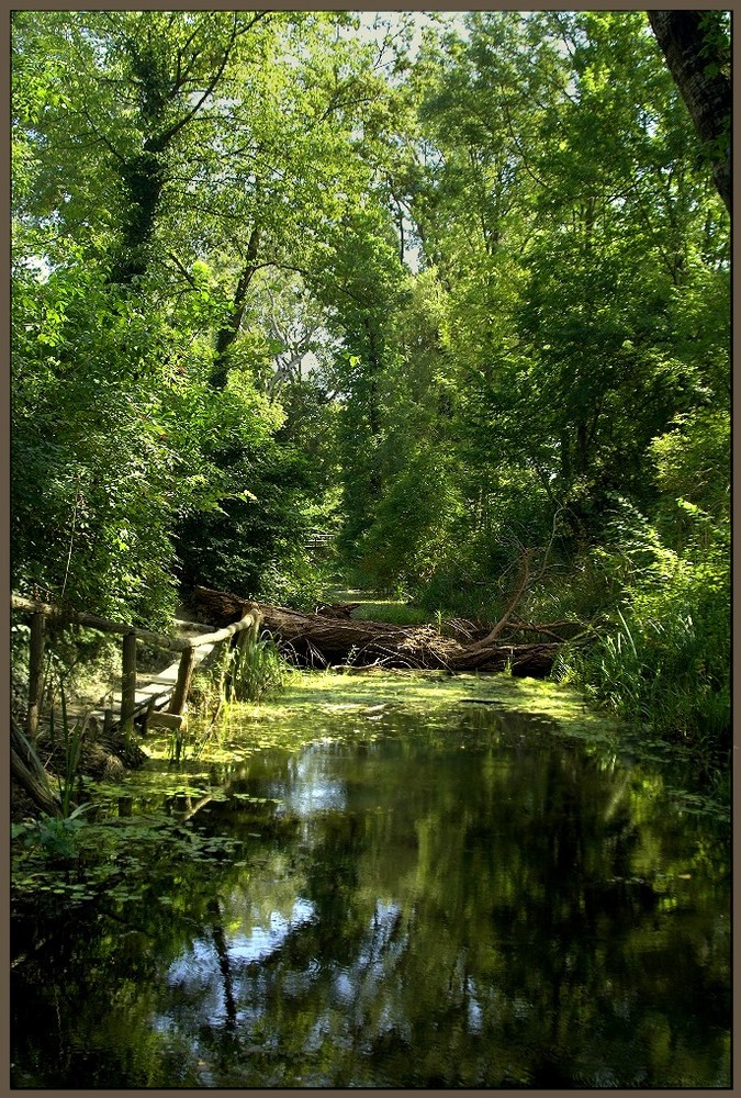 Donau-Auen in Orth an der Donau