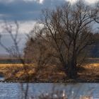 Donau bei Winzer