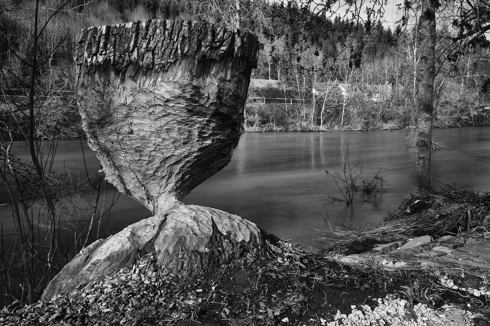 Donau-Biber-Kunst