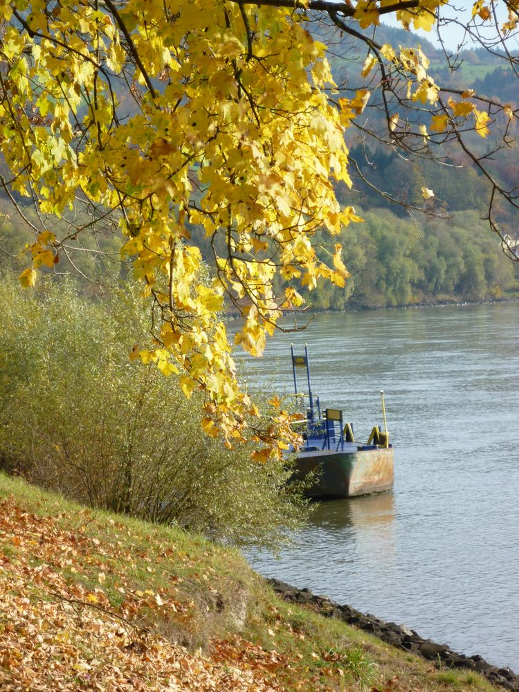 Donau-Blick