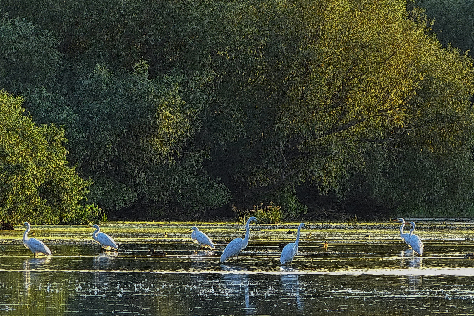 Donau-Delta