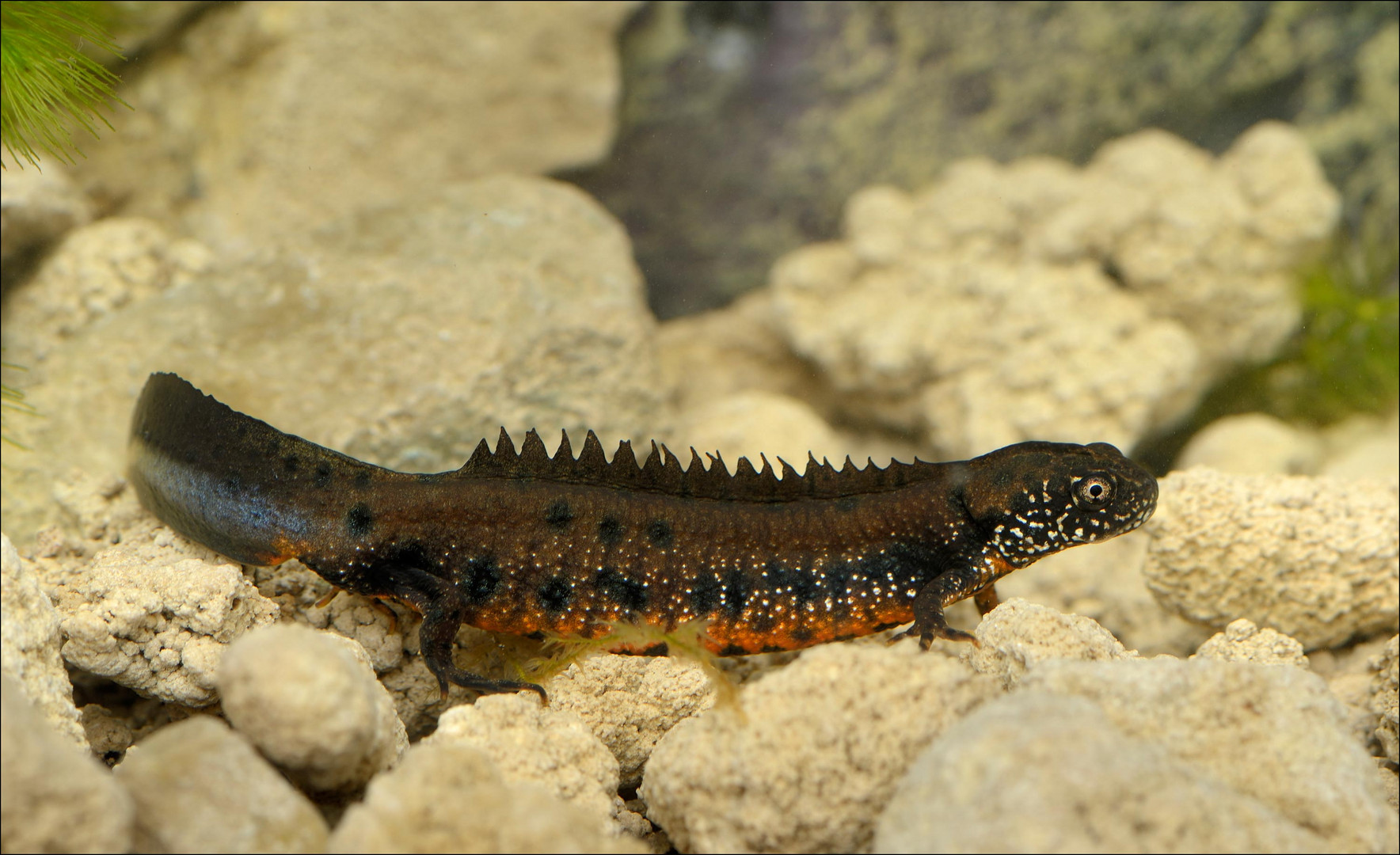 Donau-Kammmolch Foto & Bild | natur, tiere, wildlife Bilder auf fotocommunity