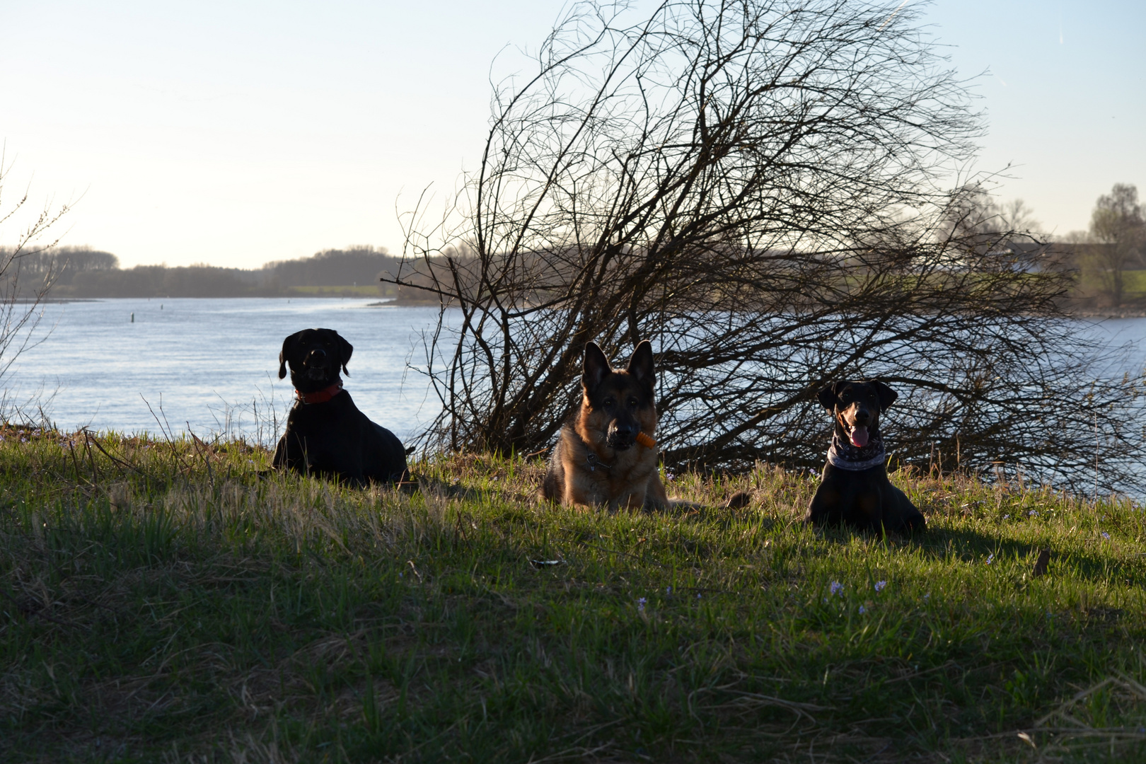 Donau mit kleinem Rudel