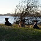 Donau mit kleinem Rudel