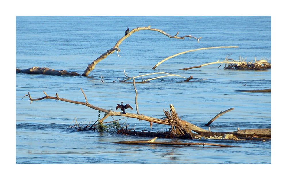 Donau: Treibholz