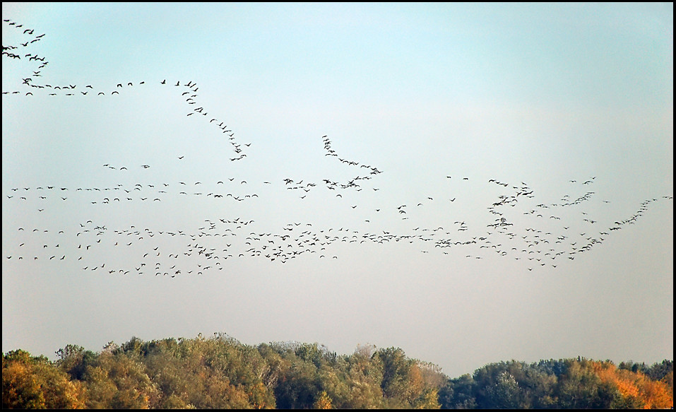 Donau: Vogelzug über dem Donauufer