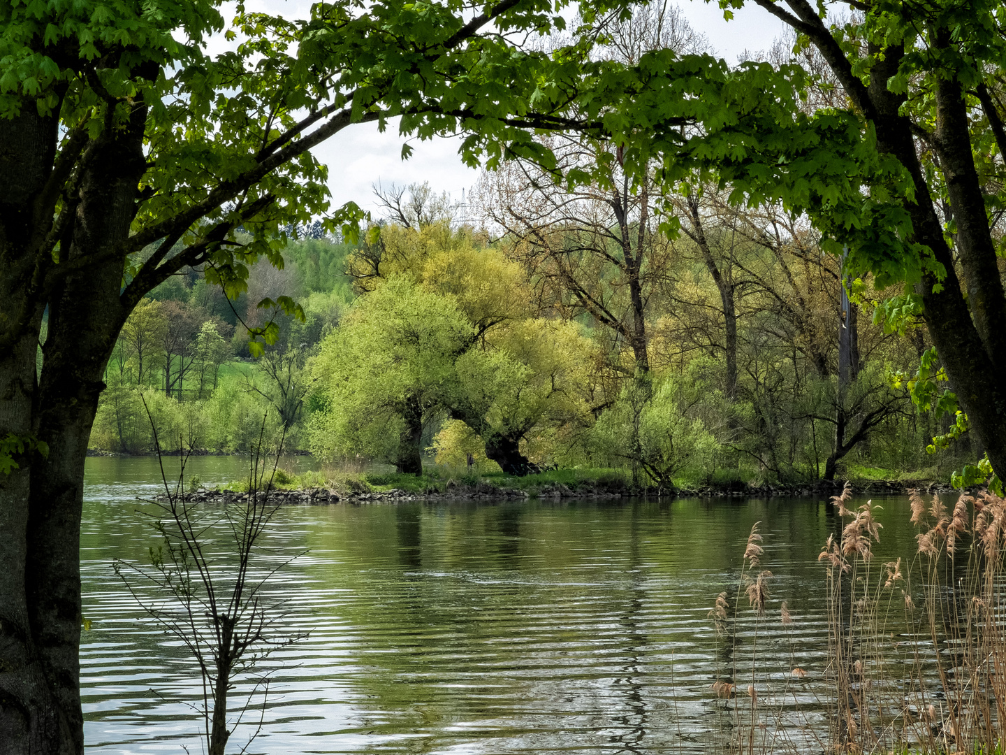 Donauauen im Frühling