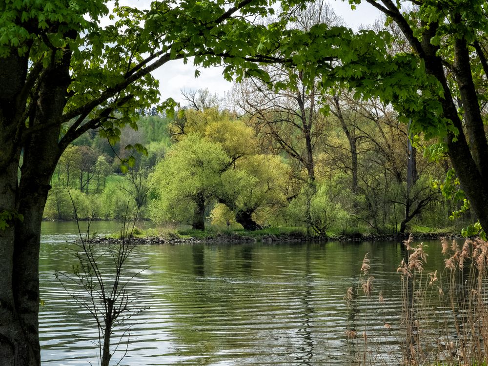 Donauauen im Frühling