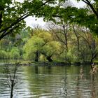 Donauauen im Frühling