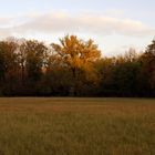 Donauauen oder Herbsstimmung im Nationalpark...