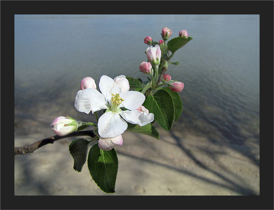 Donaublüten