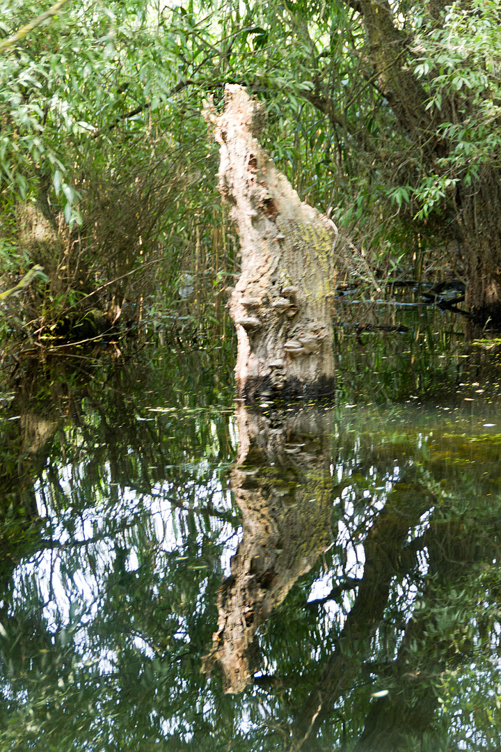 Donaudelta 2019