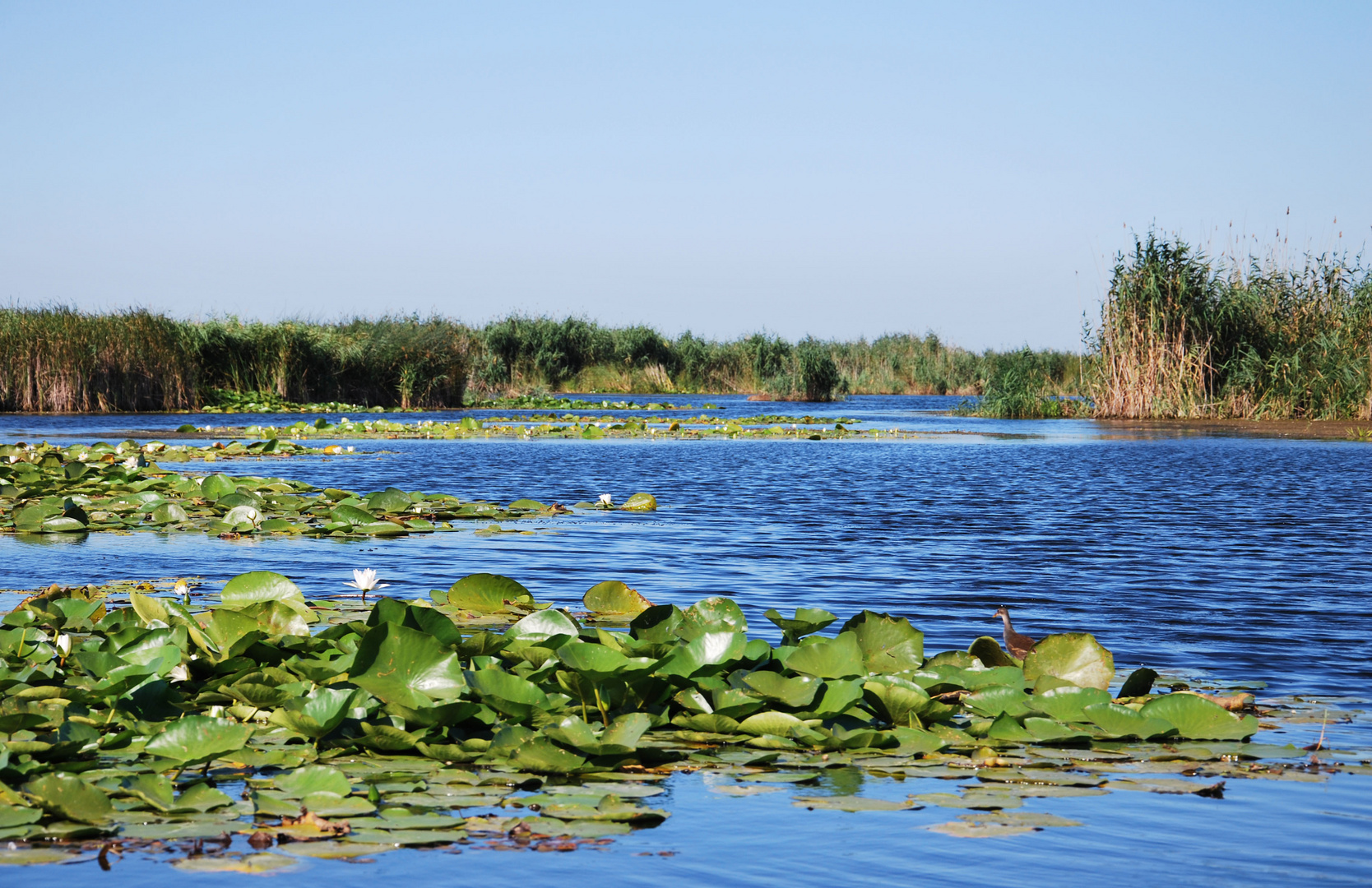 Donaudelta