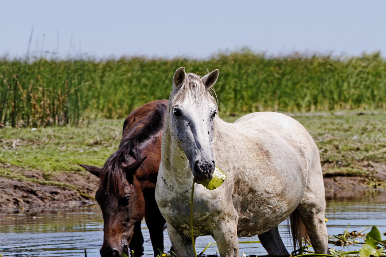 Donaudelta