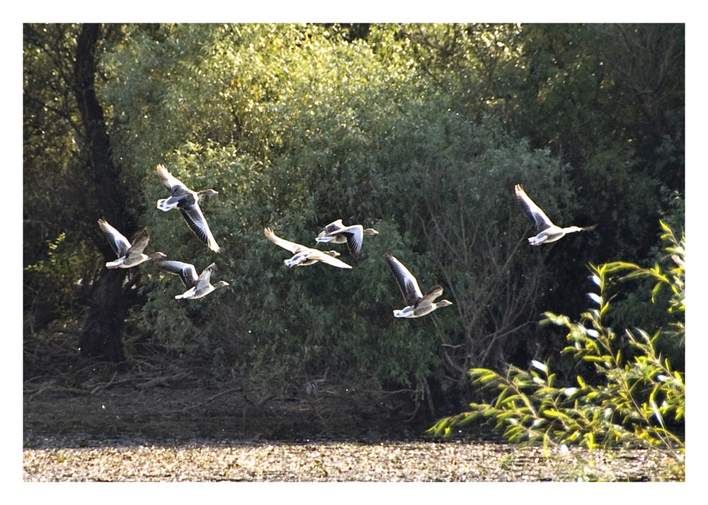 Donaudelta: Stockenten