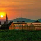 Donaufeld im Sonnenuntergang