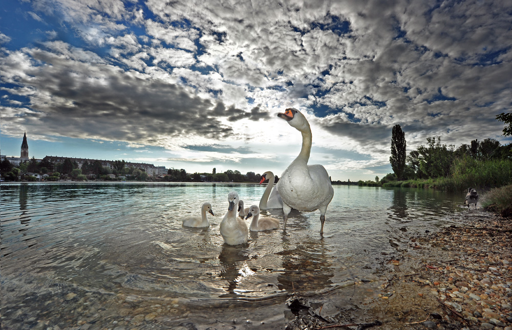 Donaufeld und Alte Donau