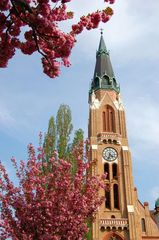 Donaufelderkirche mit blühendem Japanischen Nelkenkirschenbäumchen.