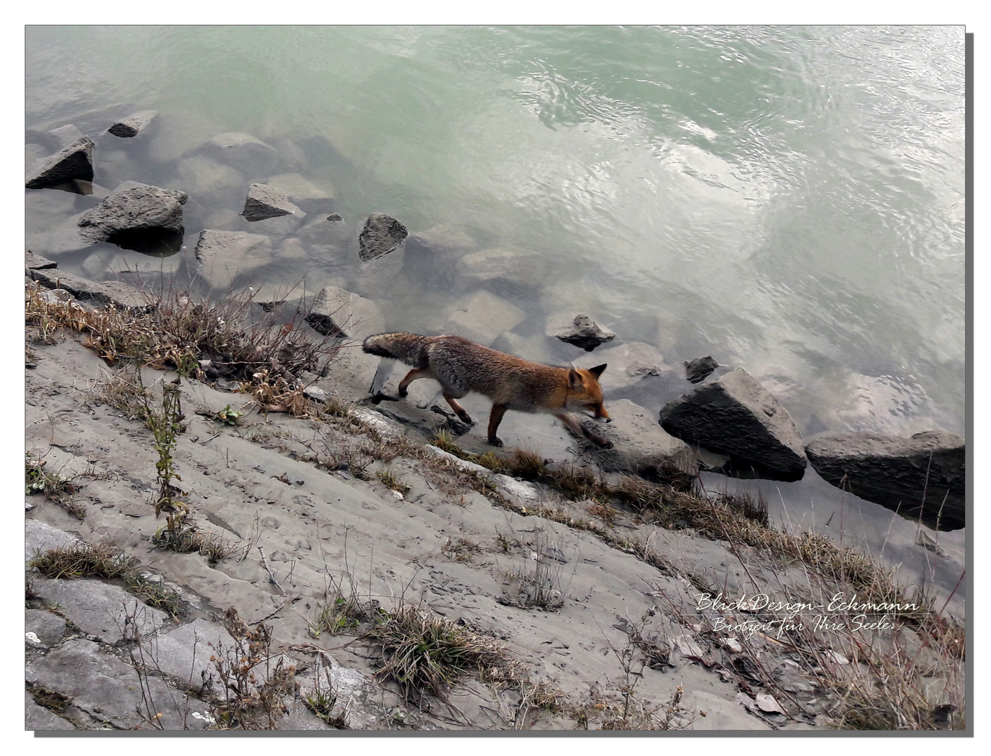 Donaufuchs... Fox on the run.