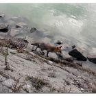 Donaufuchs... Fox on the run.