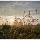 Donau_Herbstnebel-2