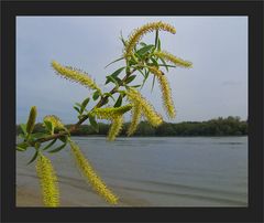 Donaukätzchen