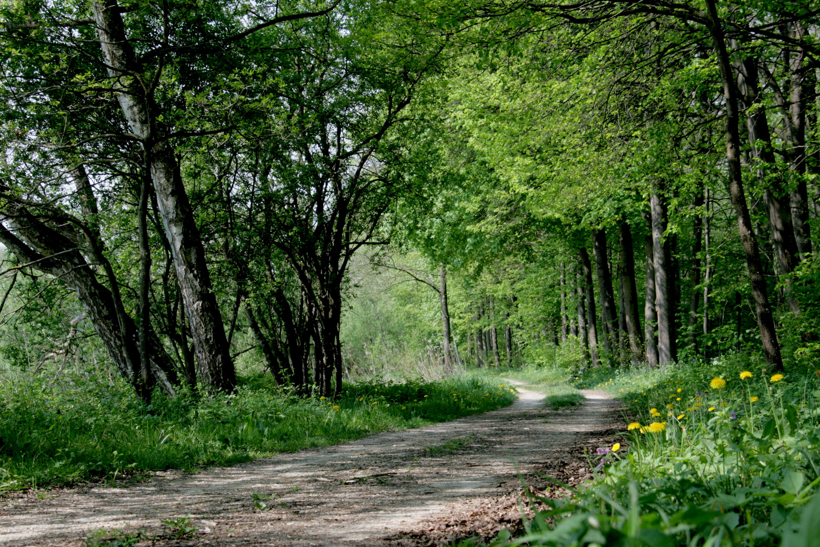 Donauradweg