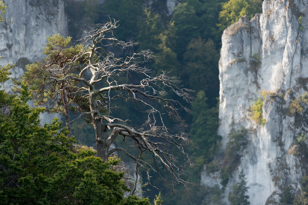 Donautal, vom Schaufelsen