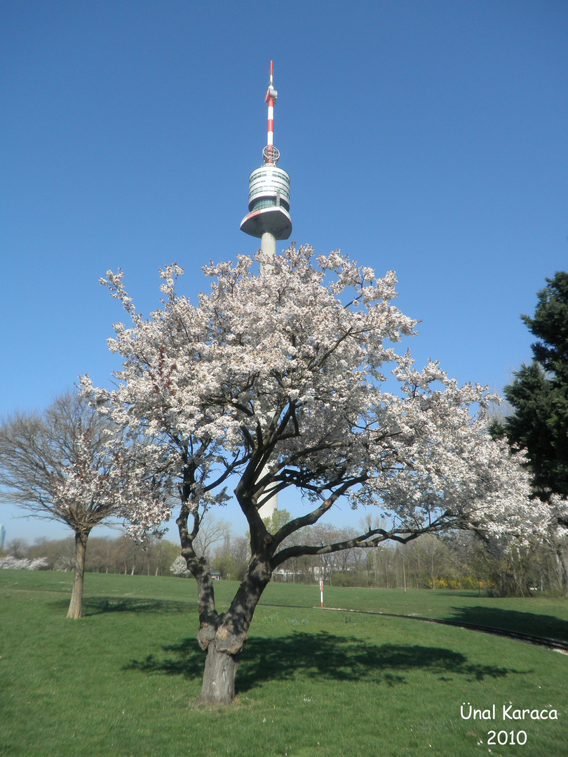 Donauturm/Wien