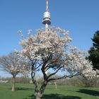 Donauturm/Wien