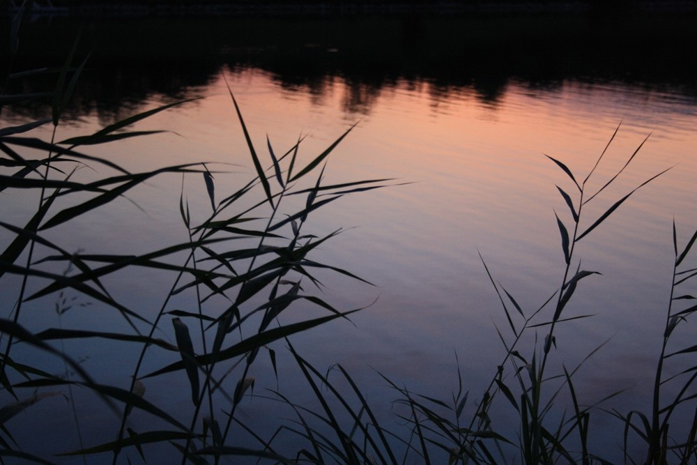 Donauufer