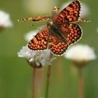 Doncella de la centaúrea (Melitaea phoebe)