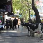 DONDE ESTA LA VACA,RESTAURANT DE LA RECOLETA,BUENOS AIRES