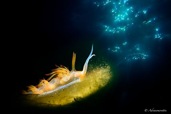 Dondice banyulensis double exposure