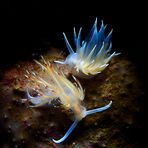 dondice banyulensis e eubranchus tricolor 