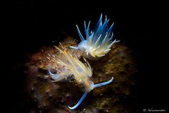 dondice banyulensis e eubranchus tricolor 