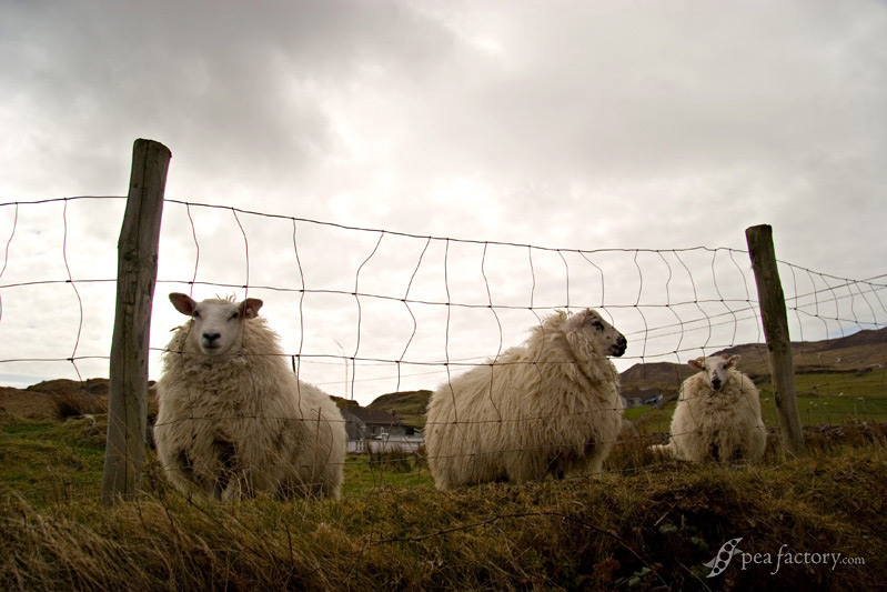 Donegal, Ireland: bahh..