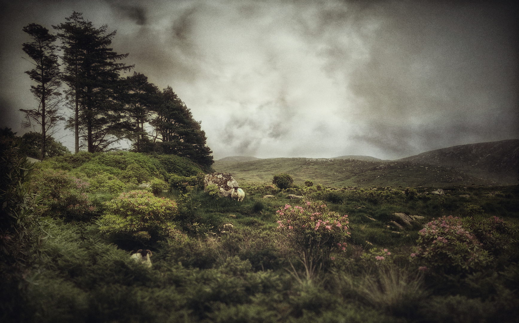 donegal sheep