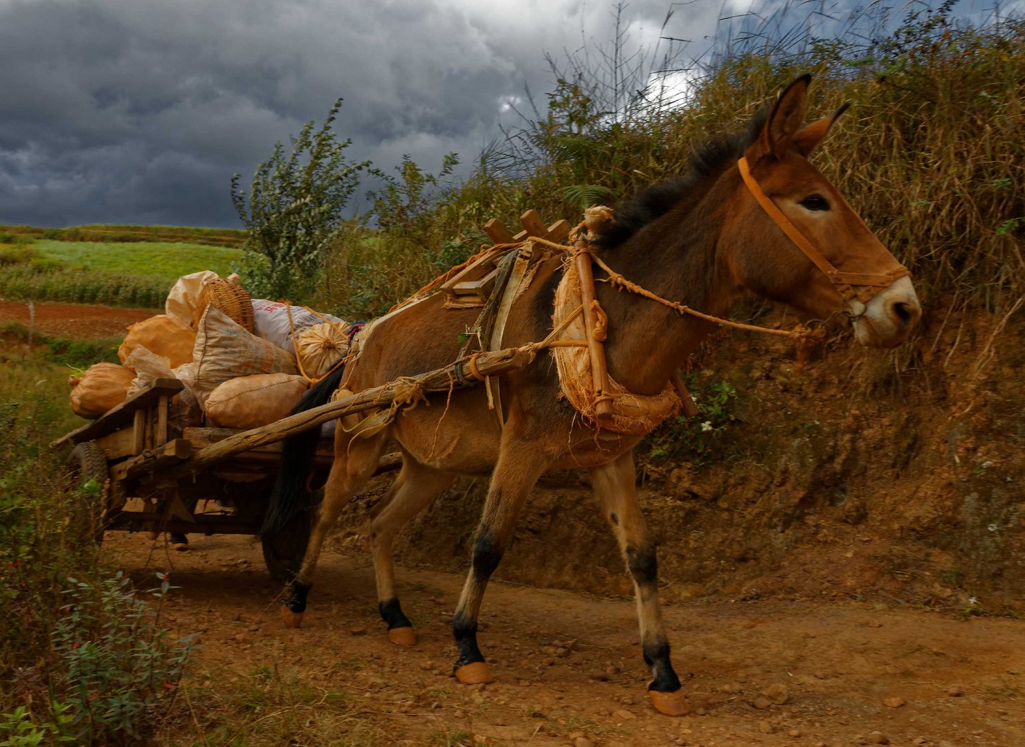 Dongchuan.